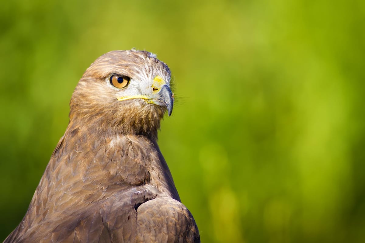 What Google's Hawk Update Means for You and Your Local SEO