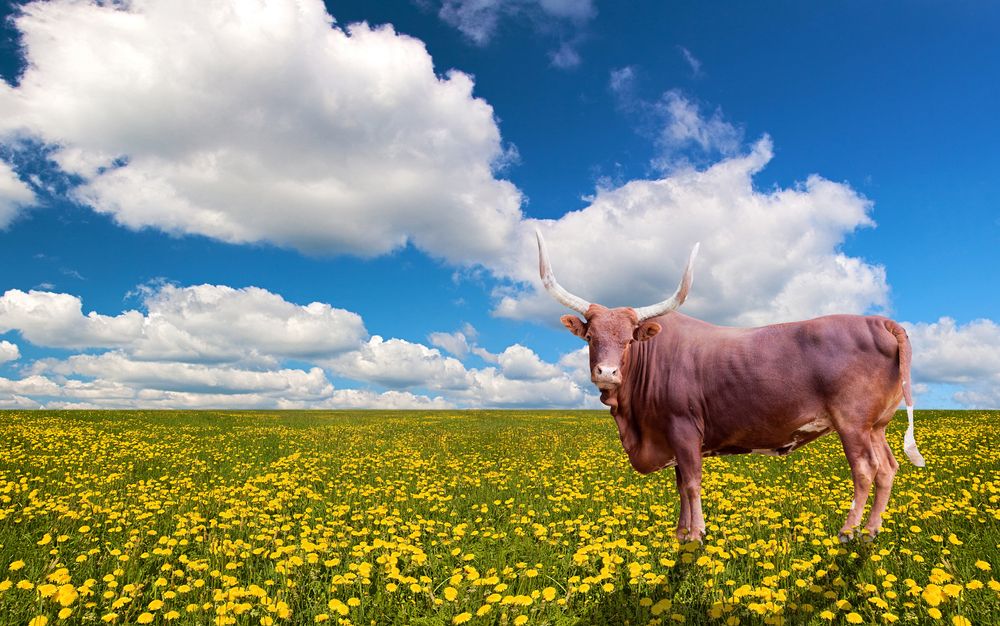 10 Ways to Be Remarkable: Highlights from Seth Godin's Purple Cow